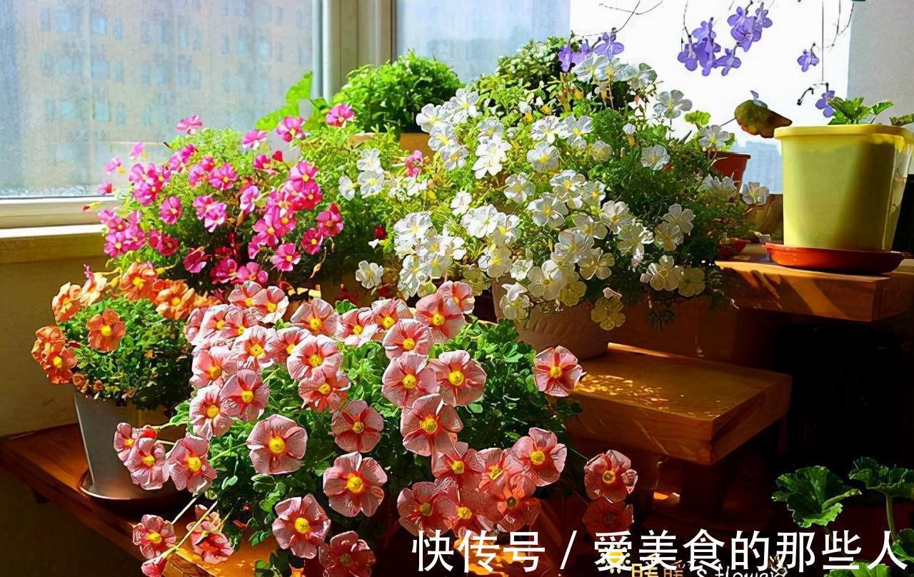 冬至前养1盆这农村野草,雅致秀美、开花旺盛情怀满满