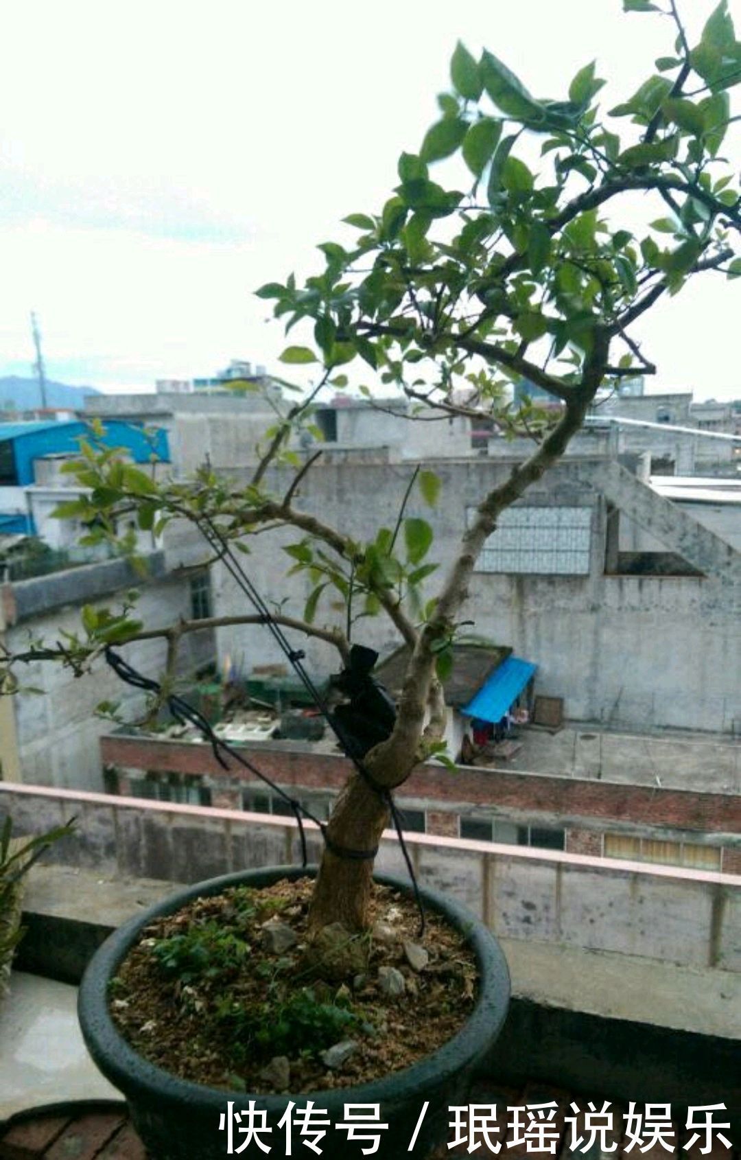 只要狠心，没有改造不了的三角梅盆景，看到效果图后太喜欢