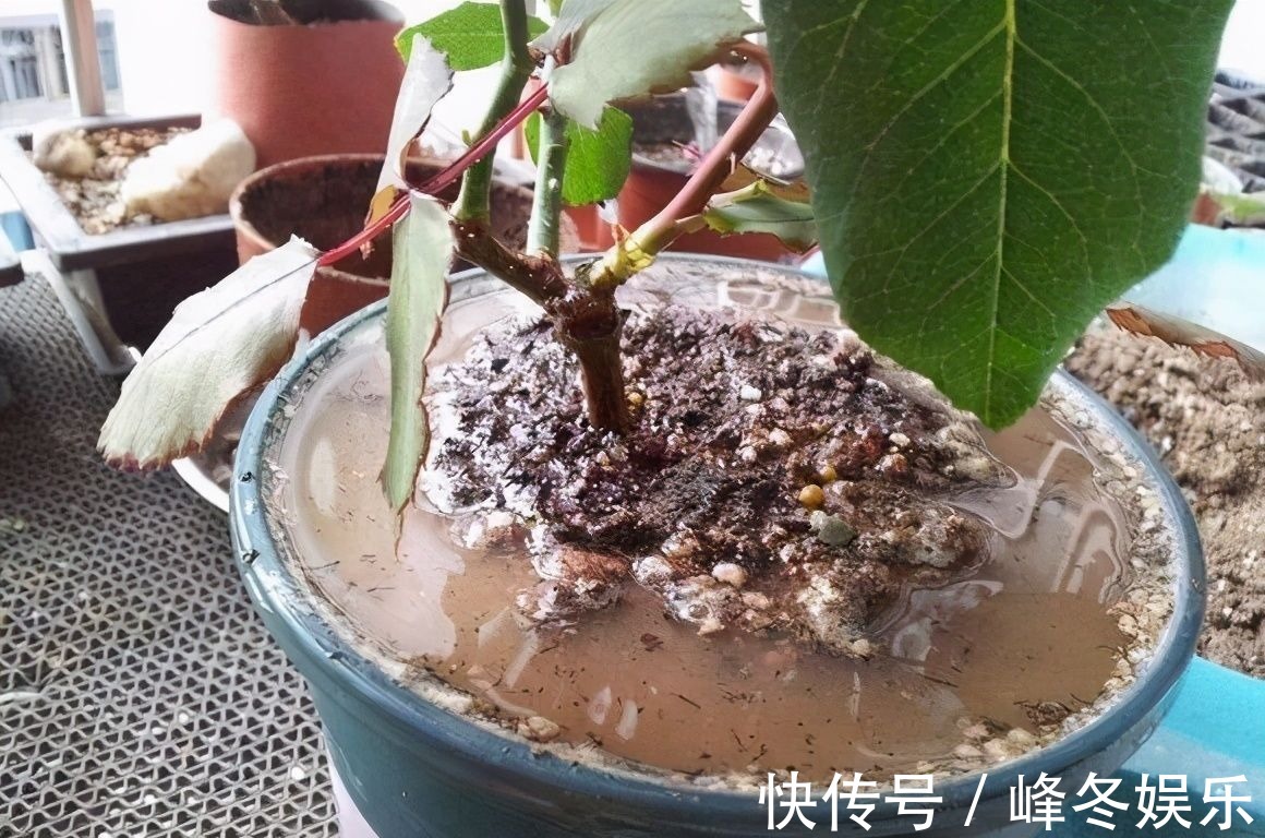 冬天|冬天浇花的“4个坏习惯”,看你有没有?难怪花卉烂根