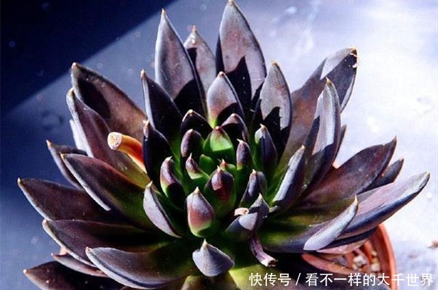 想让多肉顺利度过夏天，准备几个小工具很有帮助，别看不起眼！