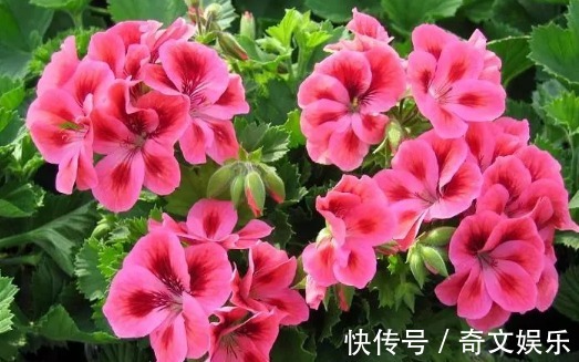 光照|养长寿花、天竺葵的小技巧,学会了让长寿花花开爆盆!