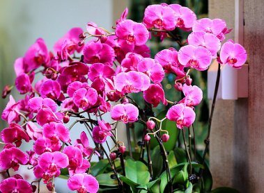 养花新手注意3种花公认的“难养”,别冒险,否则养了都可惜