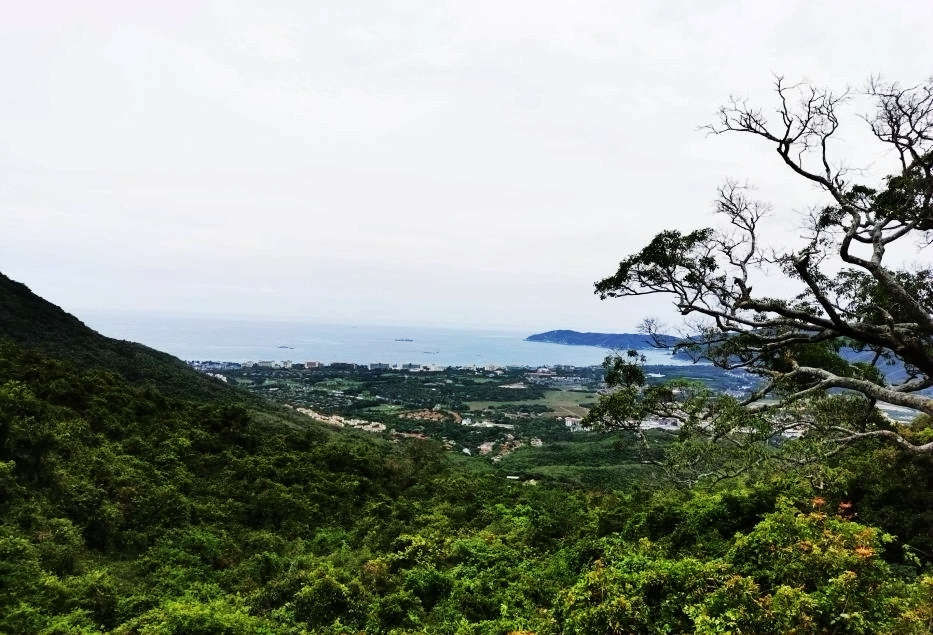 热带雨林|不一样的热带雨林，不一样的美丽风景——游亚龙湾热带天堂森林公园