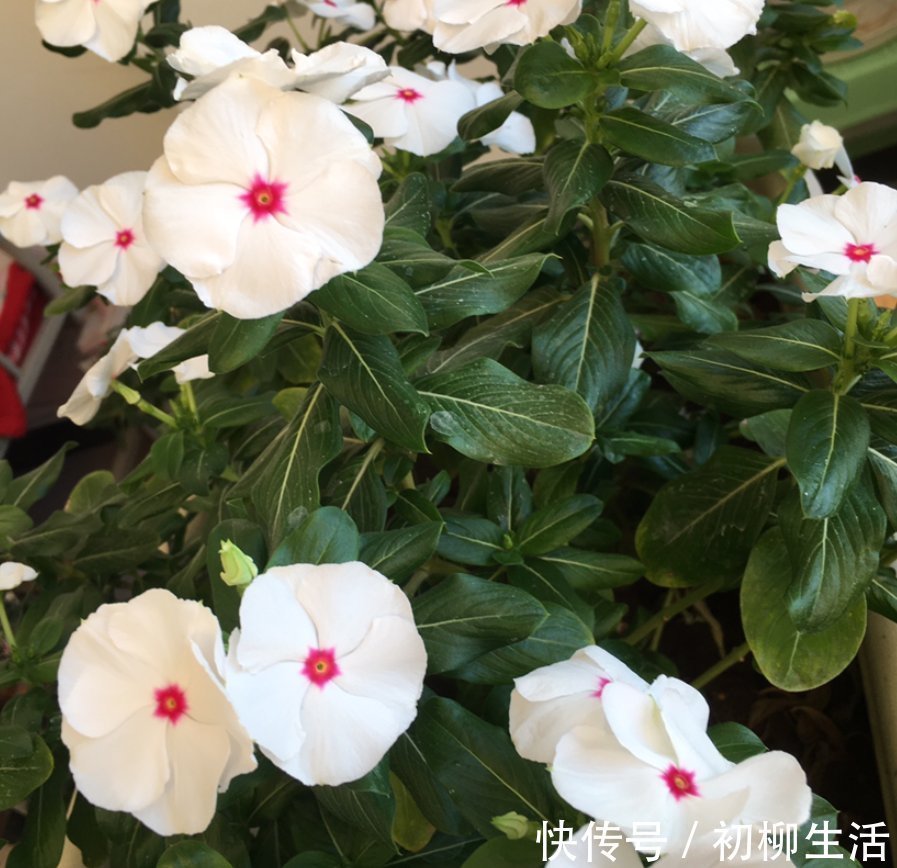 花友们|冬天浇水不注意，浇一次死一棵，好好的花都浇坏了