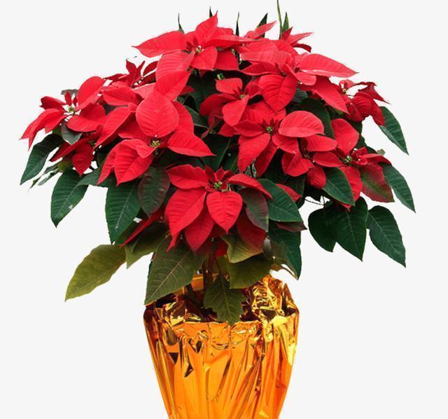 室外|3种花“晦气花”,最好不要养室内,实在喜欢就养在室外吧