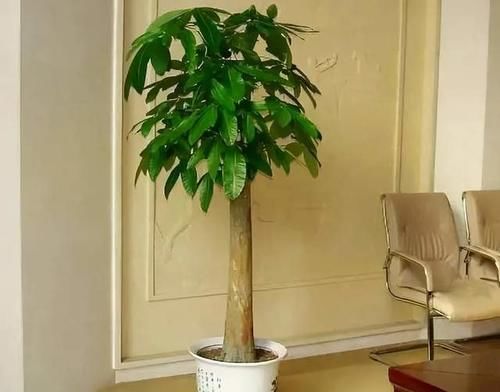 4种适合养在客厅的树，耐旱好养活，寓意好还能净化空气
