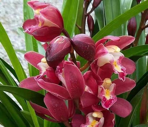 根系|开春兰花“饿得慌”,3个技巧补一补,侧芽花苞一起长!