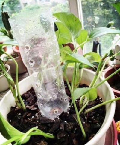 塑料瓶|隔壁大爷把“塑料瓶子”绑起来，绿萝盆栽，被他养成一棵绿萝树