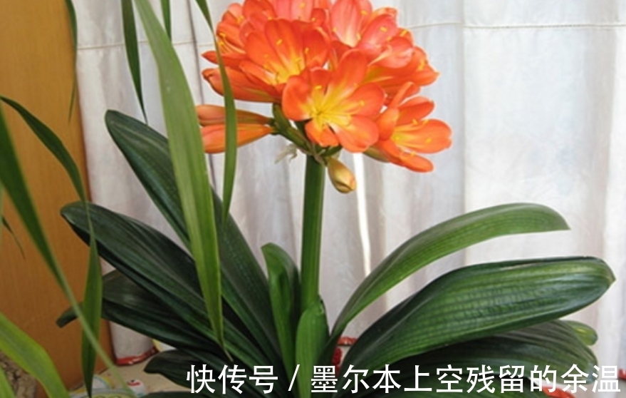 闲话君子兰和啤酒之间的关系、养护方法