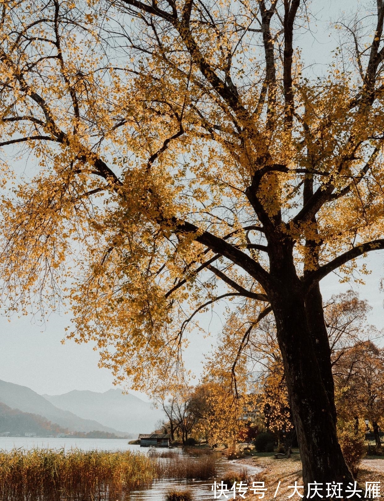 张九龄&王安石很经典的7首短诗,4首励志3首可爱,读来大有收获