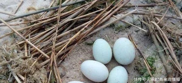 央视|央视“曝光”的海鸭蛋,这油到底是什么东西流出的“油”能吃吗