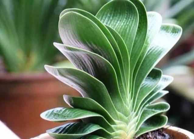 君子兰养不好几点做好了,叶纹深厚,每年都能开满花!