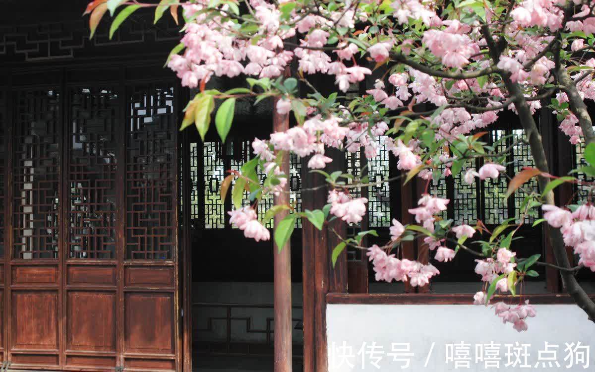 家里有院子,建议种一些能观赏的树,小投入,大收获,划算