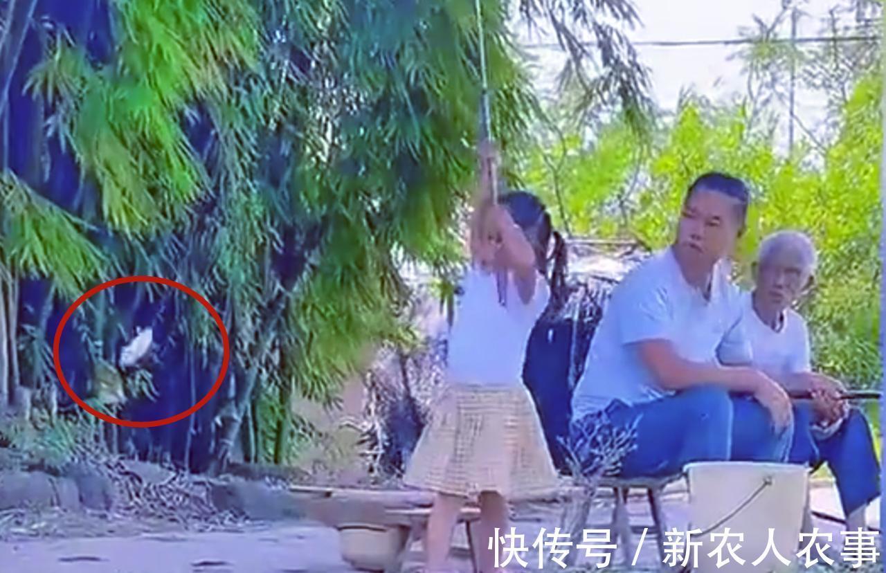 爷爷|重庆爷孙三人组团钓鱼,萌娃起竿就是一条鱼,网友:爸爸情何以堪