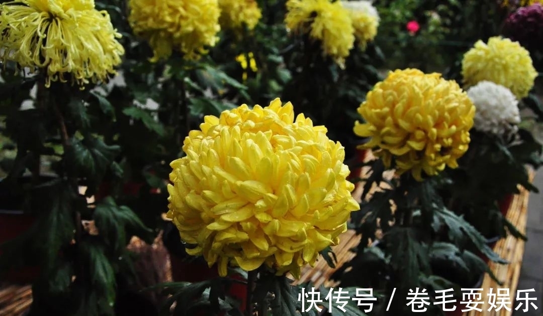 独本菊|心素如简，人淡如菊，植物园里感受菊之意境