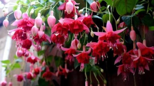 元素|养花肥料“花多多”种类多，养花只需“4种”，不用再买其他肥料