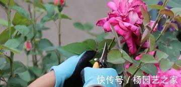 剪剪|5种漂亮花，现在修修剪剪，坐等秋天，花开爆盆