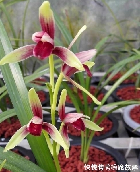 花香|国魂兰花被誉为“四大天后”之一,开花比鸡血还红,花香迷人