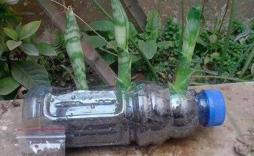 花盆|什么东西适合养花?这些宝贝,帮搞定花盆、花土、花肥问题