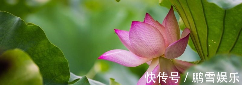 此花所代表的的是高尚和优雅的气质,是一种高雅的花卉