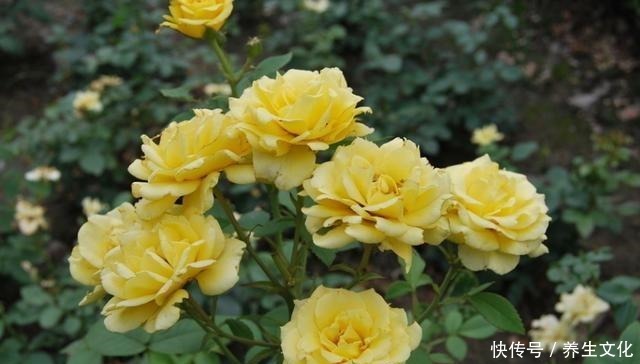 月季花被“蚜虫”包围,喷点“特效”水,来点养花肥,1个月解决!