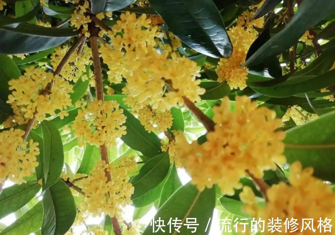 黄叶|养花“黑名单”实在太难养,心累