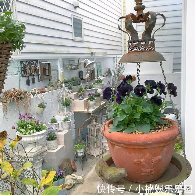 毛地黄|小空间花园打造指南丨四季开花不断，她是怎么做到的？