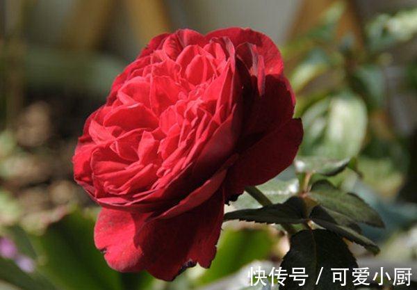 养花试试这几款,气味醇厚而不浑浊,是一种极好的天然香料