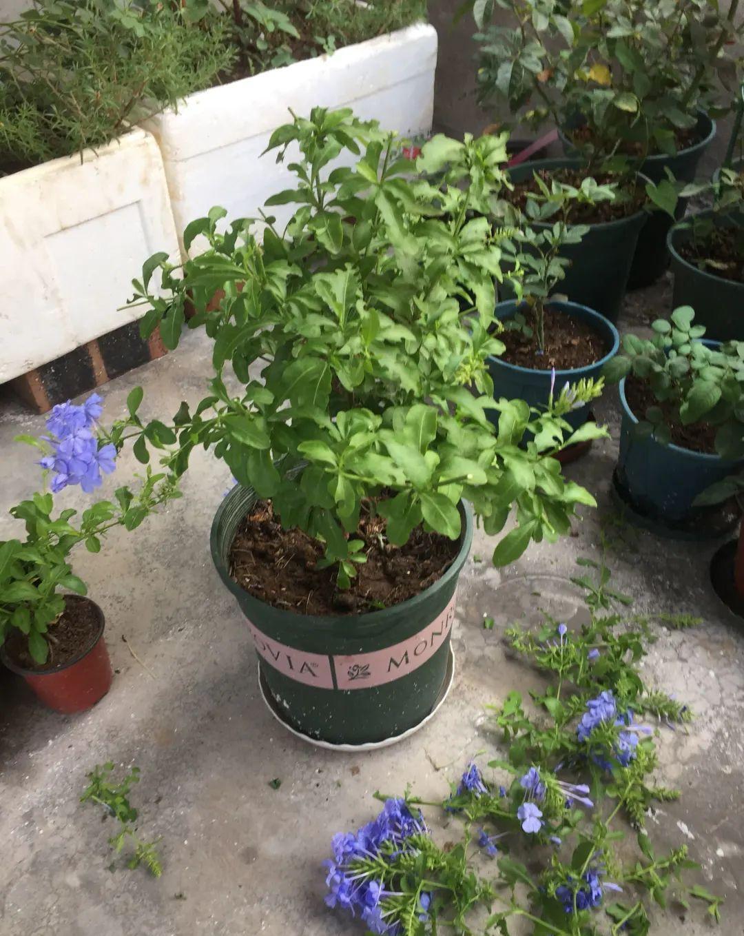 10种花,现在抓紧剪,更抗冻、好过冬!