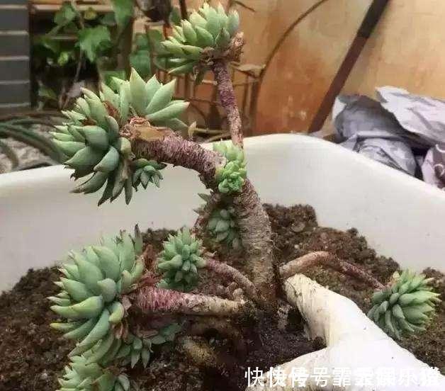 多肉|多肉植物越长越瘦是你不会捣鼓,教你4招,个个胖鼓鼓