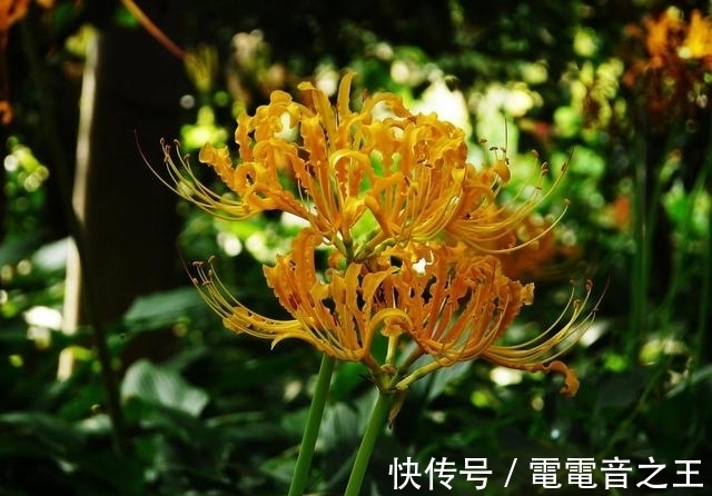 恶魔|不一样花色的“彼岸花”，秋高气爽种植正佳，花期长花姿美