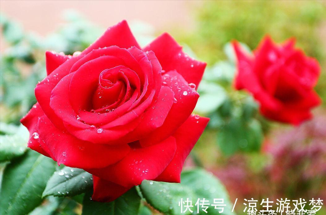 公认难养的10种“漂亮花”,没有几年养花经验,建议别买回家