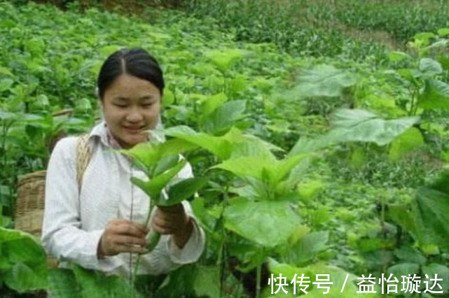 泡水|每天用“桑叶”泡水喝,不出一个月,3件好事可能会不请自来