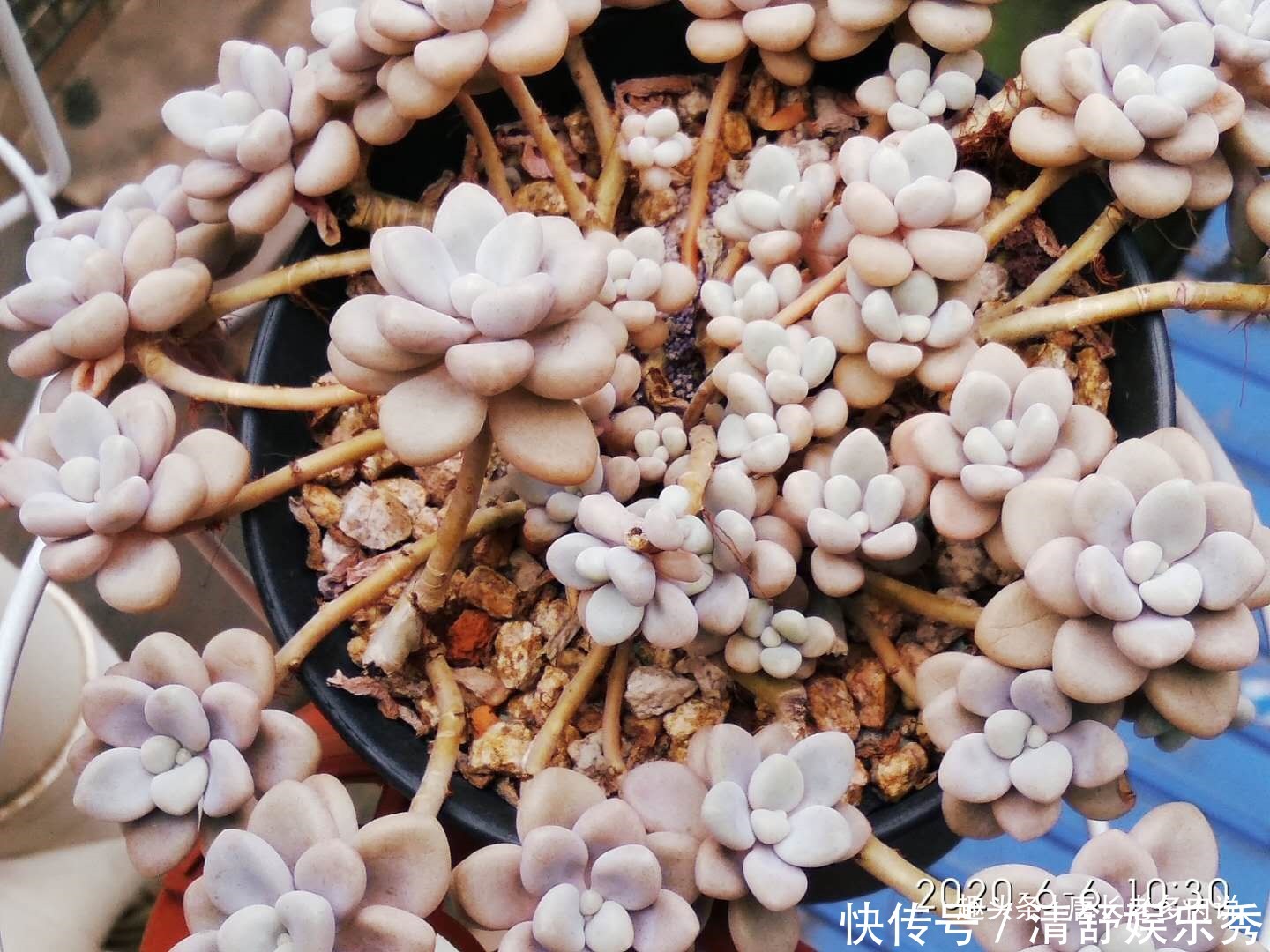 夏天|养多肉7年，我的多肉夏天基本不会出现黑腐，来看看是怎么做到的