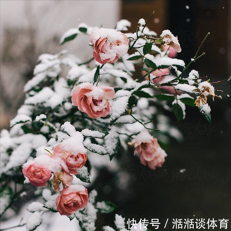 6种“硬气花”,冬天赶紧“扔出去”,冻一冻才壮,开花更劲爆