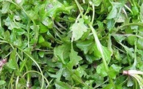 别碰|宁愿饿着,也千万别碰这4种“蔬菜”,寄生虫成“堆”,早知早受益