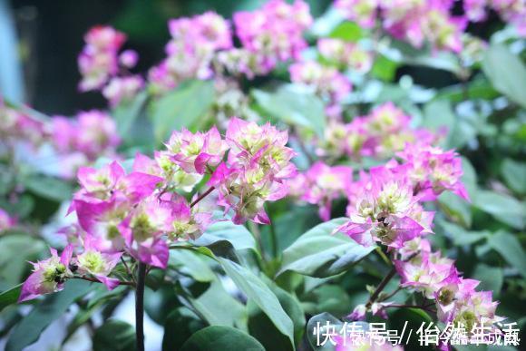 三角梅这些品种最勤花，一年四季开不停，花多得不见叶！