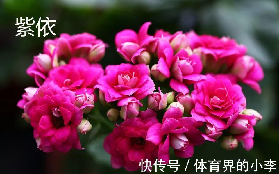 长寿花这样伺候，健康又长寿，开完一茬又一茬