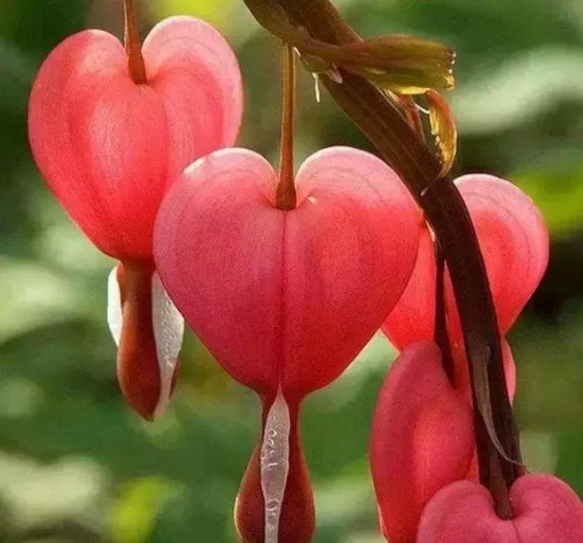 “4种花”很适合阳台养，花香四溢，开花旺，有种初恋的感觉！