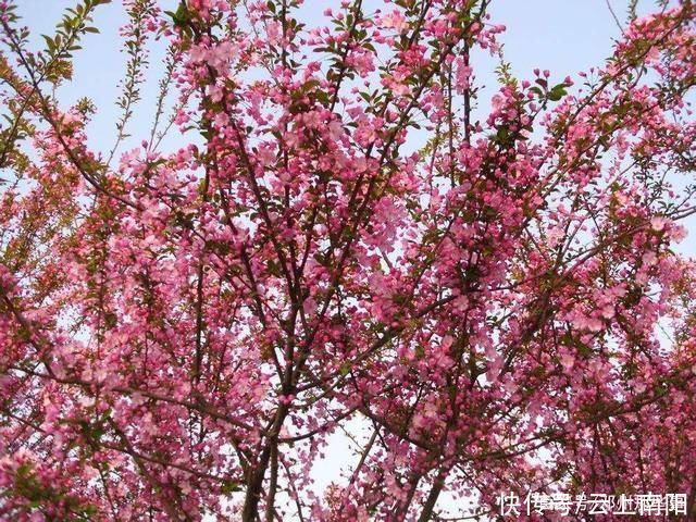 阳春三月，带你看花