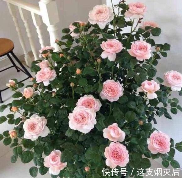 现在扦插此4种花,一周就长芽生根,一棵变多棵,成养花大户了