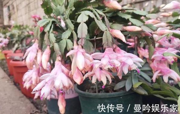 嫁接蟹爪兰该注意什么多了解3个问题,植株年年开成''花树''