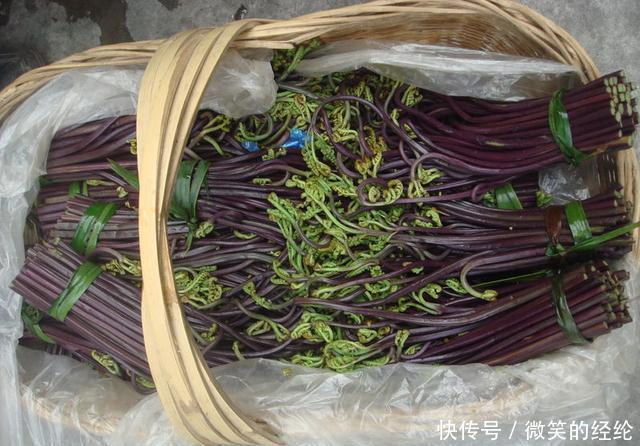 芹菜|建议:常见的这4种野菜,尽量少吃或不吃,或会危及健康