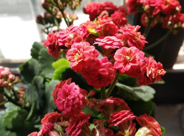 长寿花|养长寿花,3个关键及时做,开花一茬接一茬,爆盆不是梦