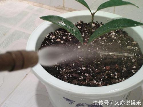 6月扦插“2种花”刚好,20天生根,3个月上盆,开花多,又香又美