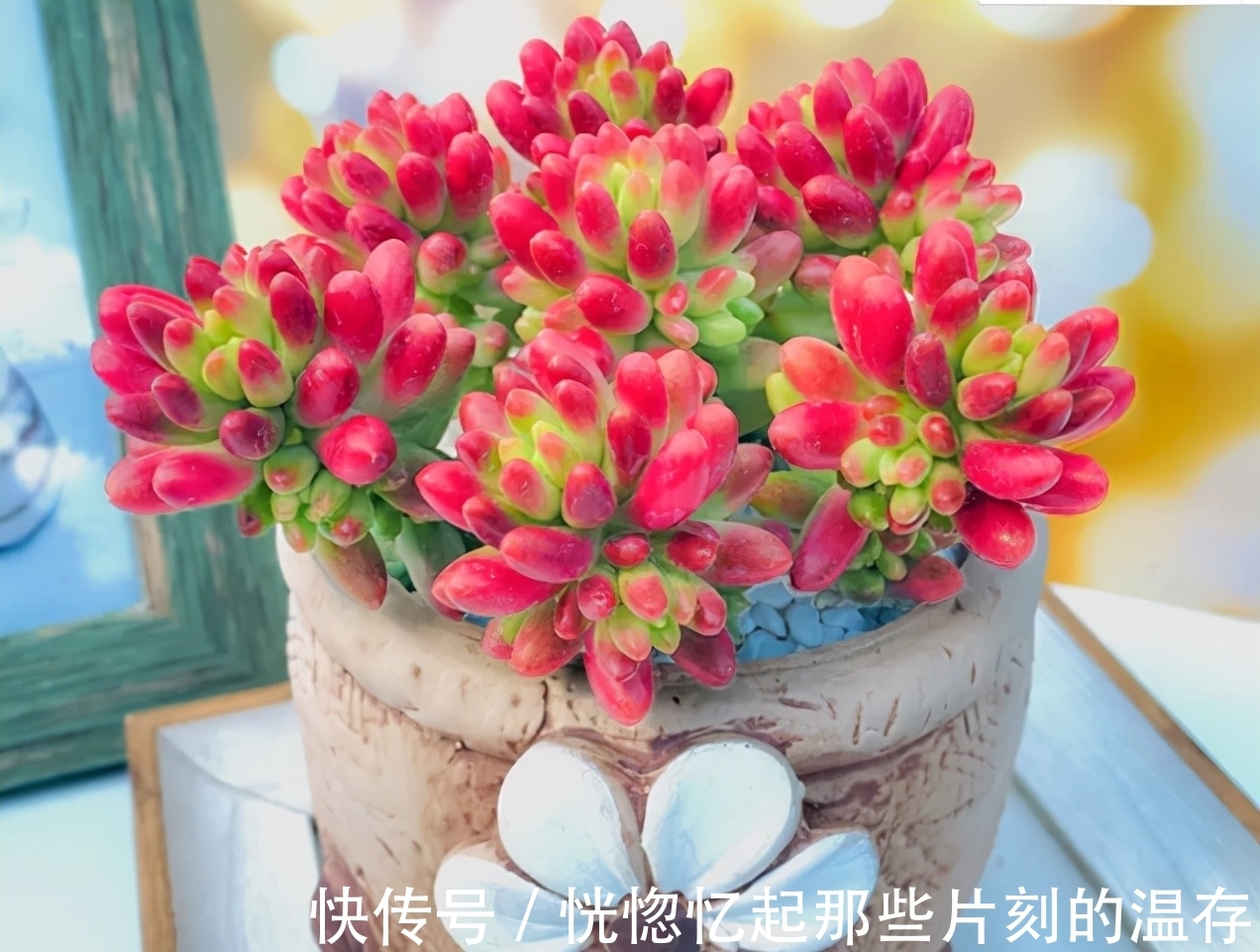 凝脂莲|10种颜值爆表的多肉植物,看看你家养了几种