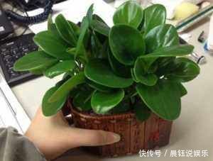 家里养盆“它”,好看又防辐射,比绿萝还好养