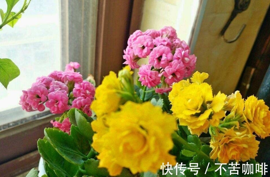 天冷抓紧时间赶制这3样养花肥,正好臭味小,方便来年开春用