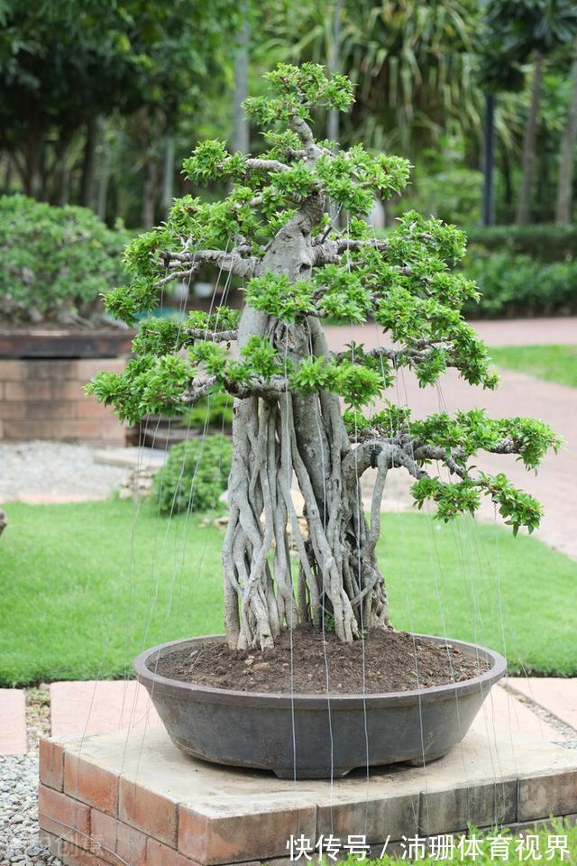 茎杆|老花匠直言:5种花建议去当地花市购买,能不网购尽量别网购
