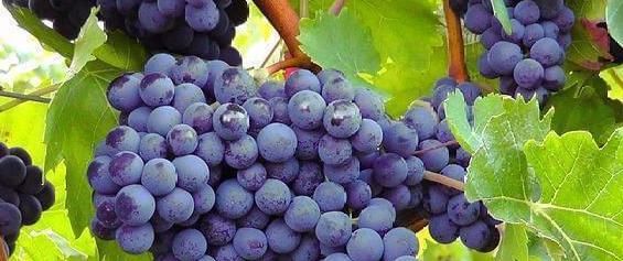 女性过了30岁不妨多吃3种食物，延缓衰老，肌肤细腻又光滑